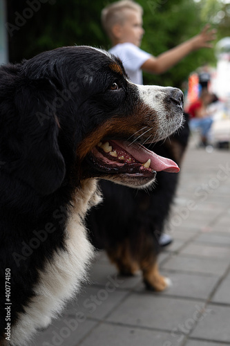 Cute dog breed sennenhund poses with his tongue out