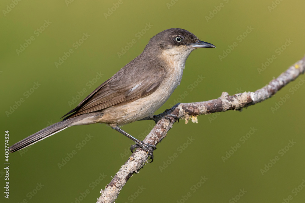 Westelijke Orpheusgrasmus, Western Orphean Warbler, Curruca hortensis