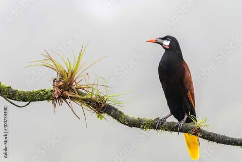 A Montezuma Oropendola (Psarocolius montezuma) perches on a tree branch in Laguna del Lagarto, Costa Rica