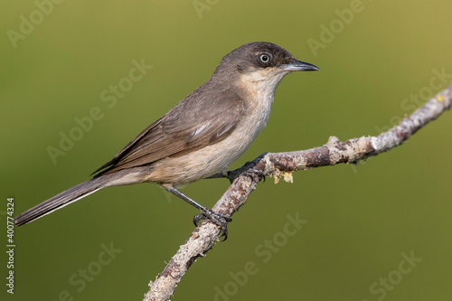 Obraz na płótnie Westelijke Orpheusgrasmus, Western Orphean Warbler, Curruca hortensis w salonie