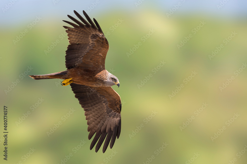 Fototapeta premium Zwarte Wouw; Black Kite; Milvus migrans