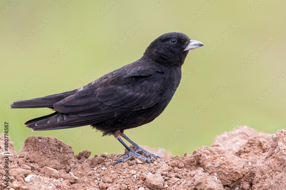Zwarte Leeuwerik, Black Lark, Melanocorypha yeltoniensis Zwarte Leeuwerik, Black Lark, Melanocorypha yeltoniensis