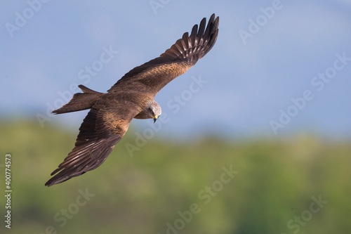 Cuadro en lienzo Zwarte Wouw; Black Kite; Milvus migrans