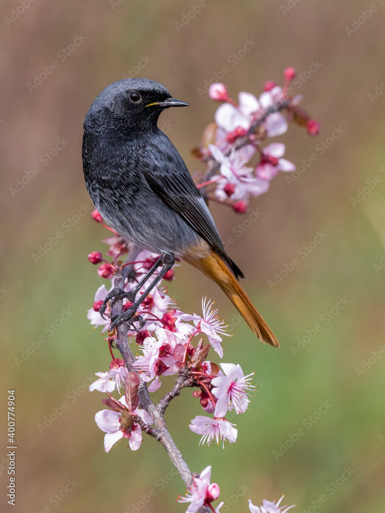 Zwarte Roodstaart; Black Redstart; Phoenicurus ochruros gibraltariensis