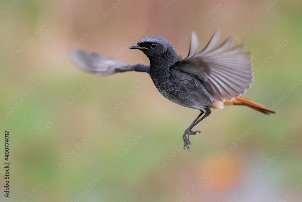 Obraz premium Zwarte Roodstaart; Black Redstart; Phoenicurus ochruros gibralta