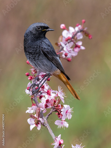 Obraz na płótnie Zwarte Roodstaart; Black Redstart; Phoenicurus ochruros gibraltariensis w salonie