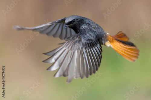 Zwarte Roodstaart; Black Redstart; Phoenicurus ochruros gibraltariensis