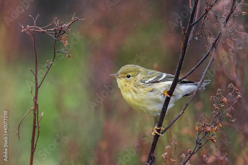 Zwartkopzanger; Blackpoll Warbler; Dendroica striata photo