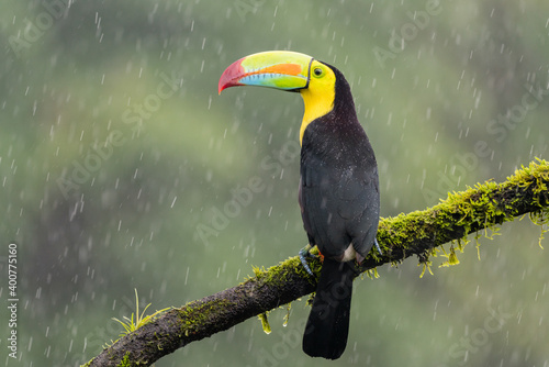 A keel-billed toucan (Ramphastos sulfuratus) perches on a tree branch in the rain in Laguna del Lagarto, Costa Rica