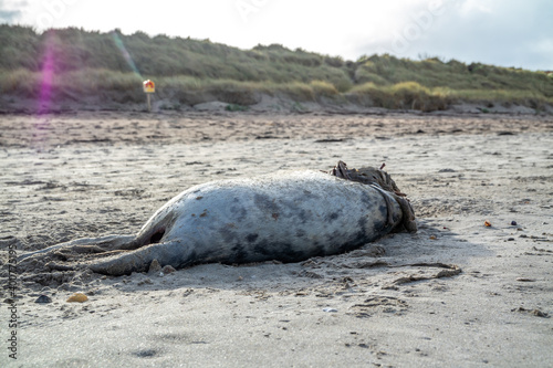 Dead seal carcass washed up at Narin Beach in Portnoo - County Donegal, Ireland photo