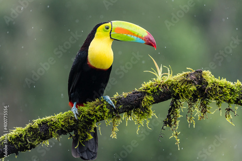 A keel-billed toucan (Ramphastos sulfuratus) perches on a tree branch in the rain in Laguna del Lagarto, Costa Rica