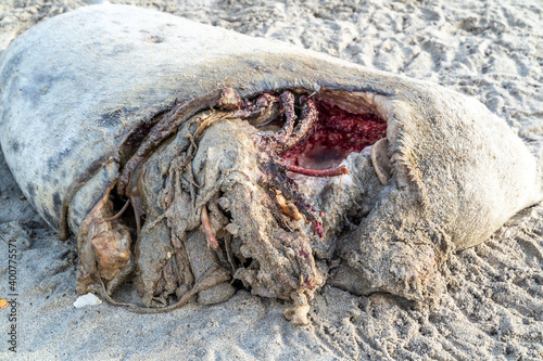 Dead seal carcass washed up at Narin Beach in Portnoo - County Donegal, Ireland photo