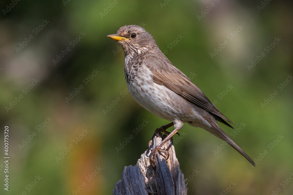Zwartkeellijster; Black-throated Thrush; Turdus atrogularis Zwartkeellijster; Black-throated Thrush; Turdus atrogularis
