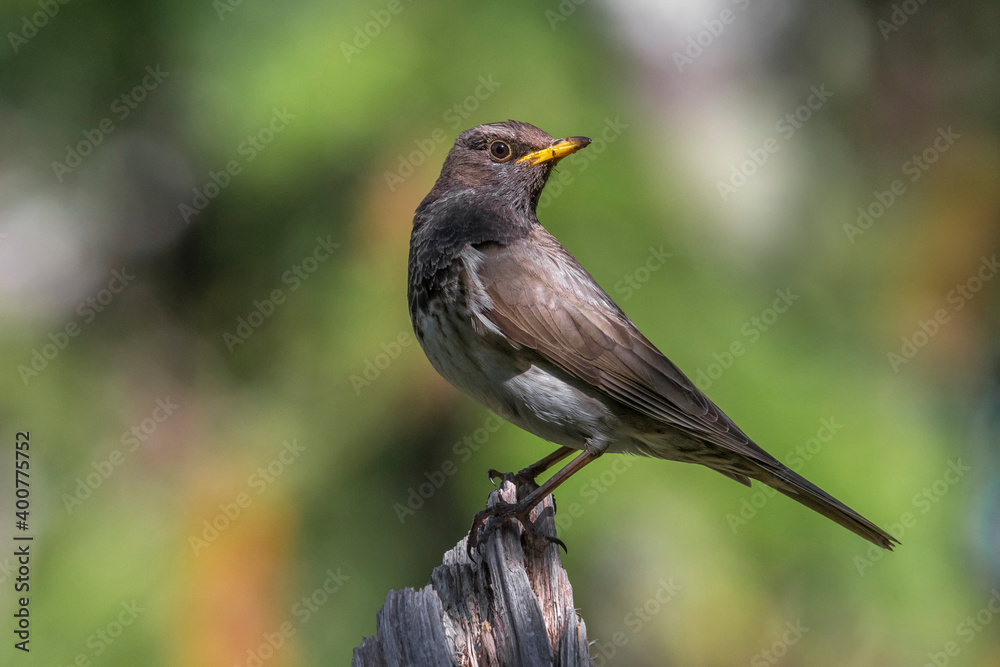 Zwartkeellijster; Black-throated Thrush; Turdus atrogularis