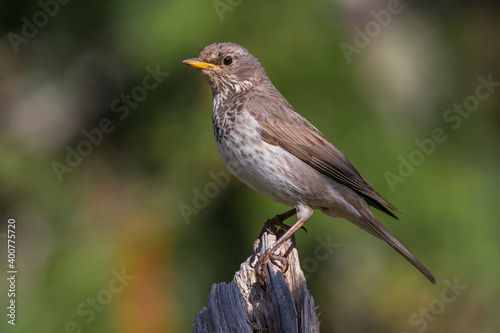 Wallpaper Mural Zwartkeellijster; Black-throated Thrush; Turdus atrogularis Torontodigital.ca