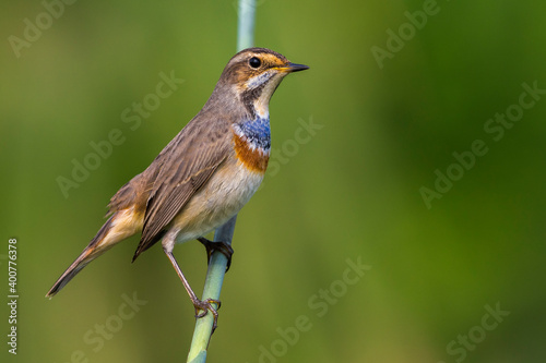 Blauwborst, White-spotted Bluethroat, Luscinia svecica