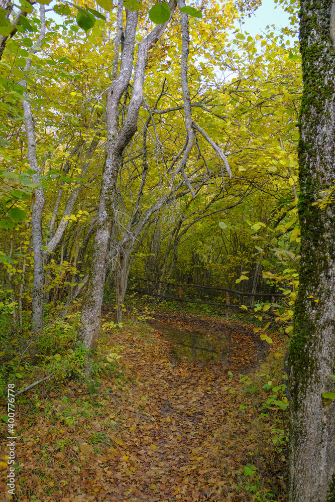 Obraz premium walk in the autumn woods. Forest path with puddle reflecting yellow leaves. vertical image. Outdoors activity