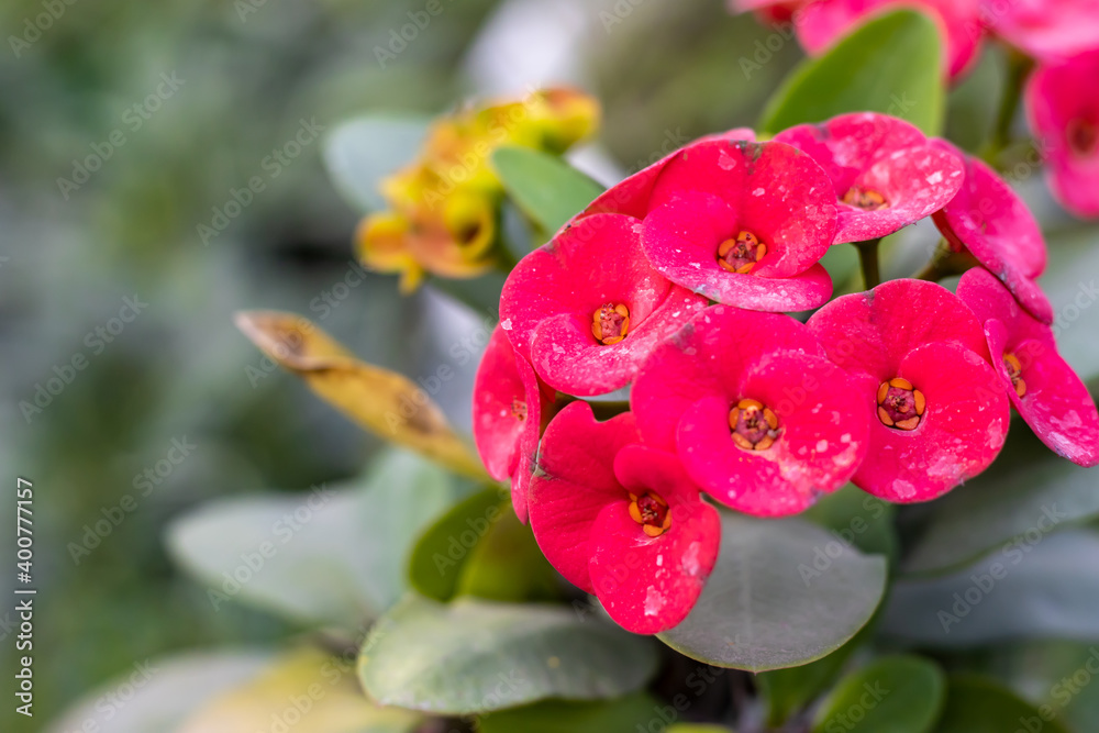 Close up shot of Red Crown of thorns flowers with green leaves inside the nursery Close up shot of Red Crown of thorns flowers with green leaves inside the nursery