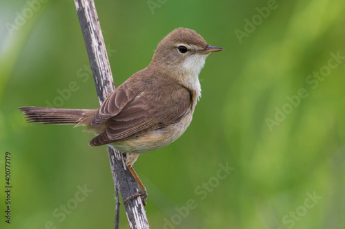 Kleine Spotvogel, Booted Warbler, Acrocephalus caligata