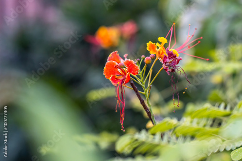 Close view of bloomed colorful red-yellow Dwarf Poinciana flower