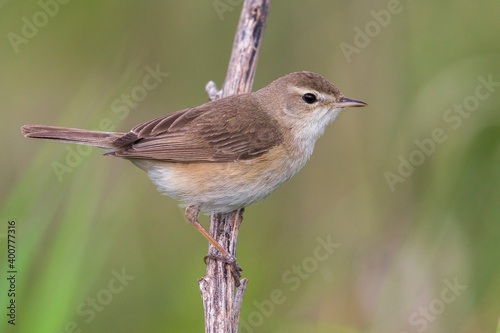 Kleine Spotvogel, Booted Warbler, Acrocephalus caligata photo