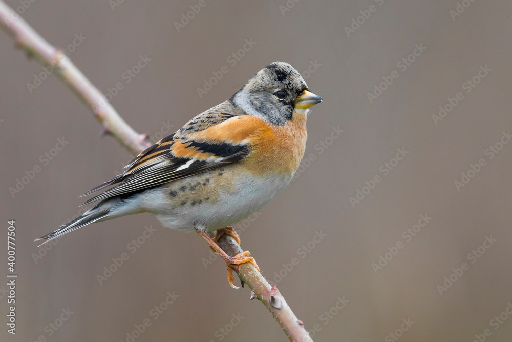 Keep; Brambling; Fringilla montifringilla Keep; Brambling; Fringilla montifringilla