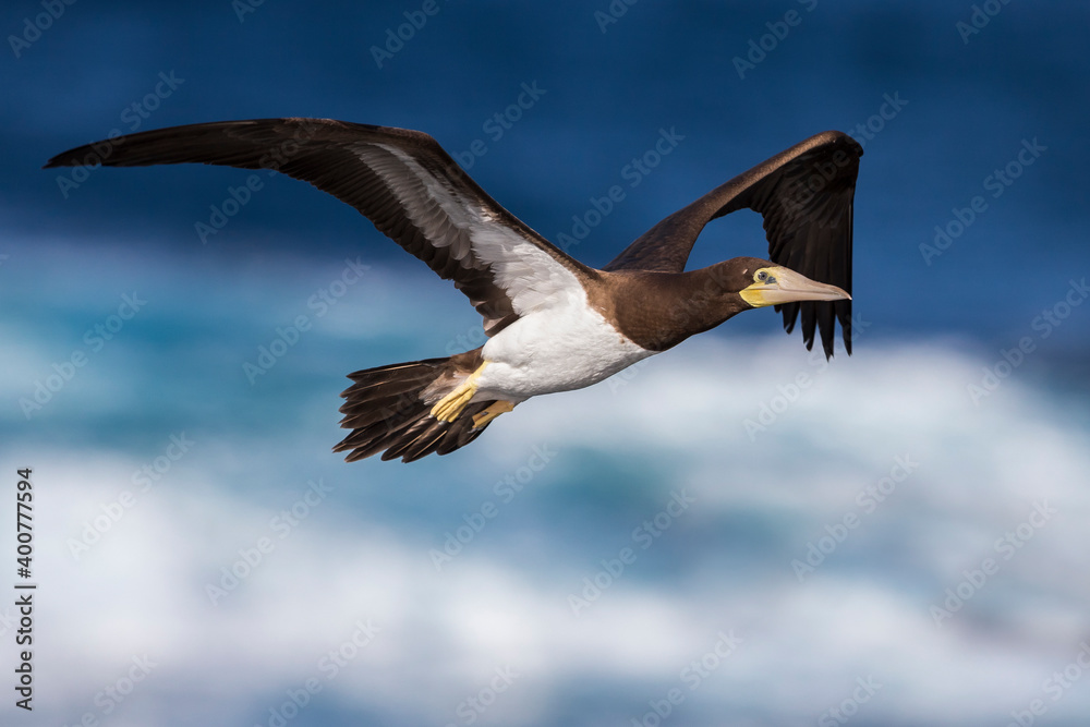 Bruine Gent, Brown Booby, Sula leucogaster