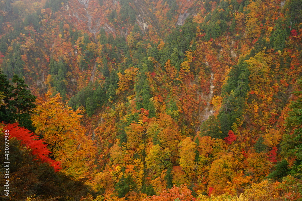 Beautiful autumn view of Shirakami Sanchi nature reserve in Aomori prefecture, Japan - 白神山地 紅葉 青森県 中津軽郡 日本	