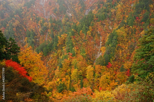 Beautiful autumn view of Shirakami Sanchi nature reserve in Aomori prefecture, Japan - 白神山地 紅葉 青森県 中津軽郡 日本 