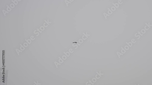 eagle flying open sky over city slums of Mumbai Byculla Maharashtra India photo