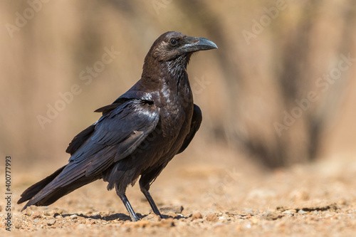 Bruinnekraaf, Brown-necked Raven, Corvus ruficollis
