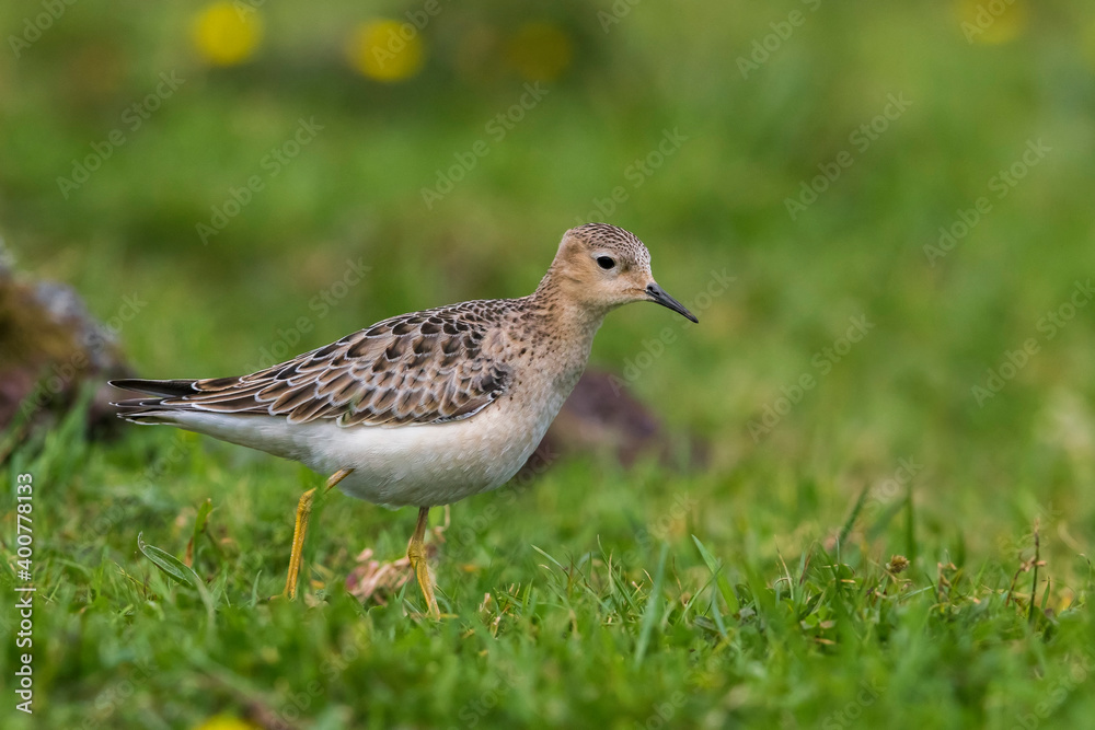 Fototapeta premium Blonde Ruiter, Buff-breasted Sandpiper, Tryngites subruficollis