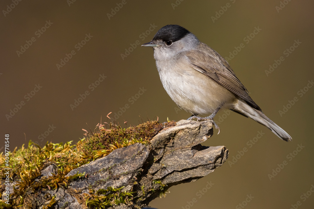 Zwartkop; Blackcap; Sylvia atricapilla