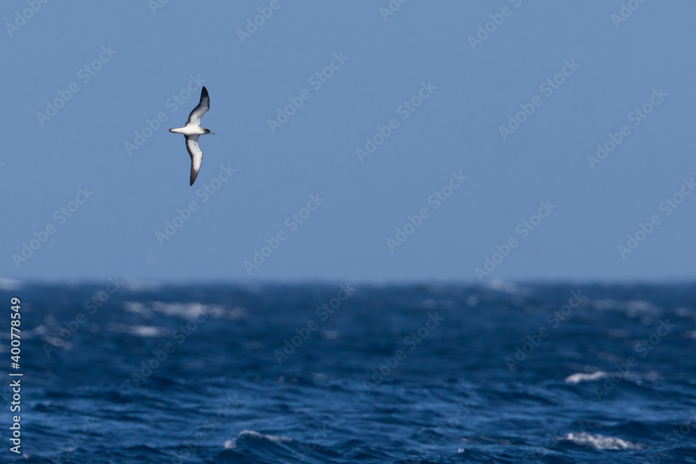Kaapverdische Pijlstormvogel; Cape Verde Shearwater; Calonectris edwardsii;
