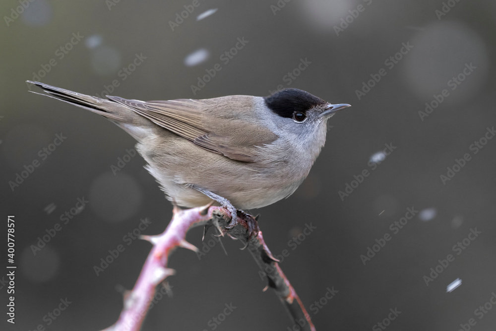 Fototapeta premium Zwartkop; Blackcap; Sylvia atricapilla