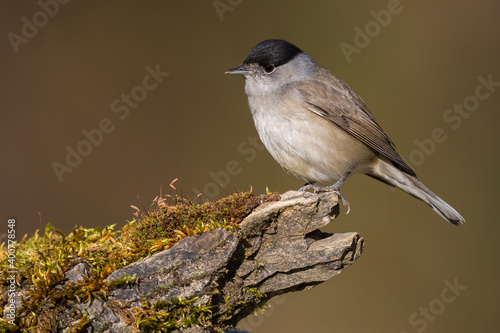 Obraz na płótnie Zwartkop; Blackcap; Sylvia atricapilla w salonie