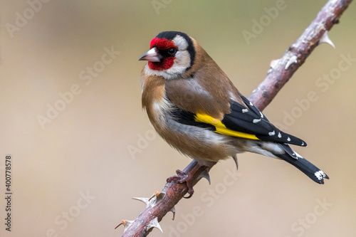 Putter; Eurasian Goldfinch; Carduelis carduelis photo