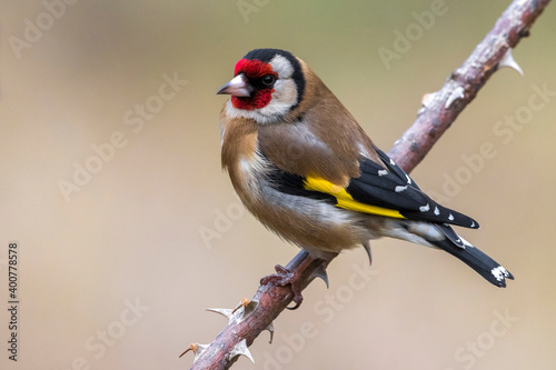 Schilderij op canvas Putter; Eurasian Goldfinch; Carduelis carduelis