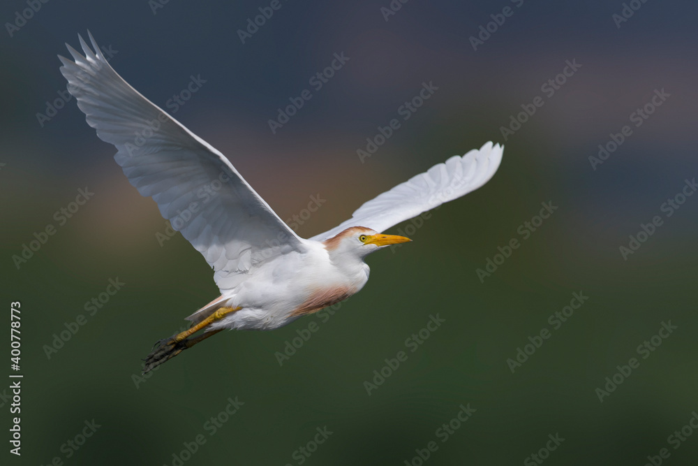 Koereiger, Cattle Egret, Bubulcus ibis