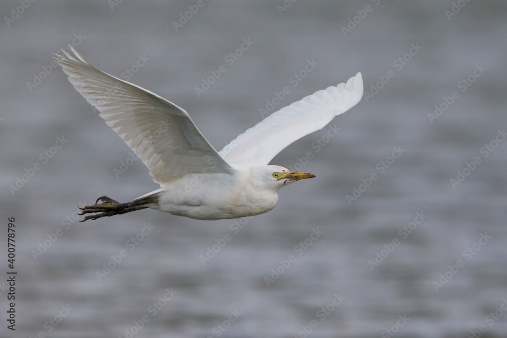Koereiger, Cattle Egret, Bubulcus ibis Koereiger, Cattle Egret, Bubulcus ibis