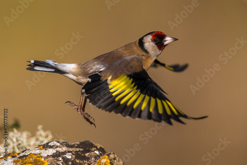 Fotografie, Tablou Putter; Eurasian Goldfinch; Carduelis carduelis