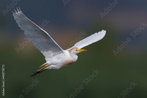 Obraz na płótnie Koereiger, Cattle Egret, Bubulcus ibis w salonie