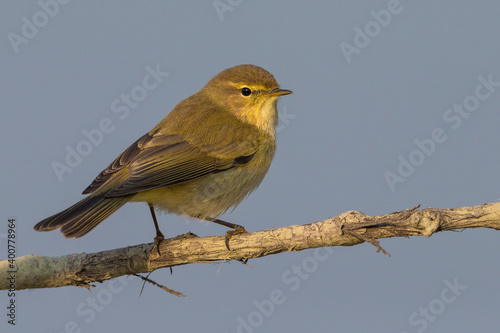 Tjiftjaf, Common Chiffchaff, Phylloscopus collybita photo