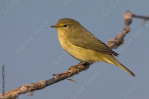 Tjiftjaf, Common Chiffchaff, Phylloscopus collybita photo