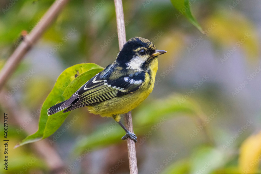 Obraz premium Prachtmees; Yellow-bellied Tit; Pardaliparus venustulus