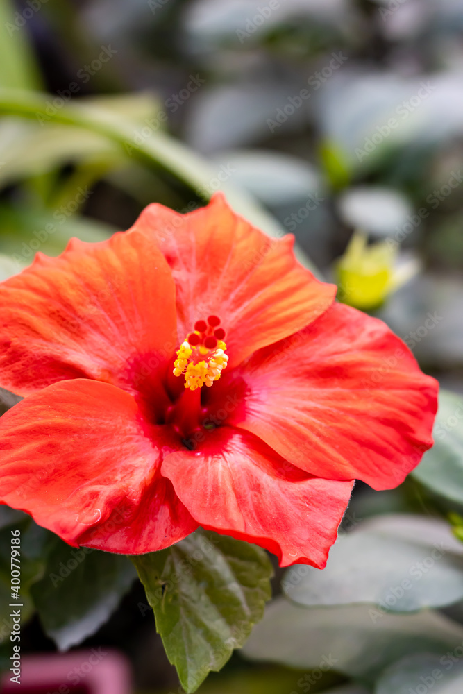 Red Hibiscus rosa Sinensis flower with green leaves inside the home garden Red Hibiscus rosa Sinensis flower with green leaves inside the home garden