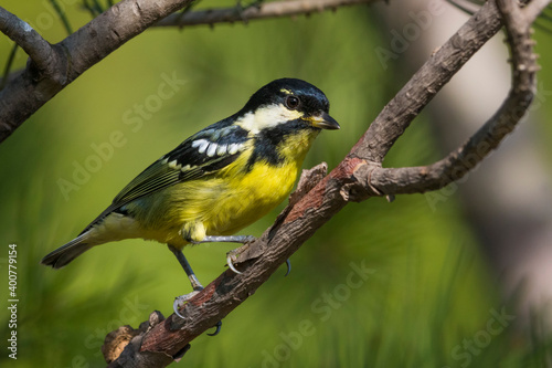 Prachtmees; Yellow-bellied Tit; Pardaliparus venustulus photo