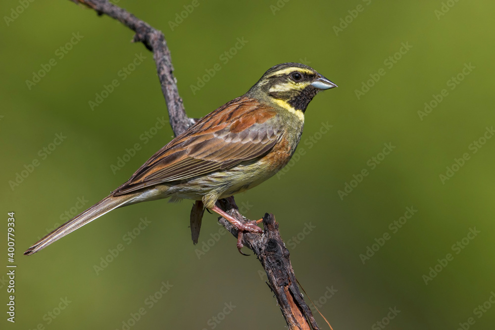Cirlgors; Cirl Bunting; Emberiza cirlus Cirlgors; Cirl Bunting; Emberiza cirlus