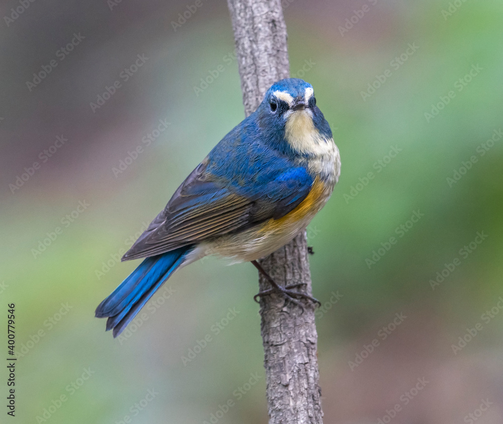 Fototapeta premium Blauwstaart; Red-flanked Bluetail; Tarsiger cyanurus