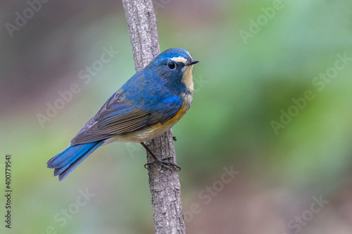 Blauwstaart; Red-flanked Bluetail; Tarsiger cyanurus